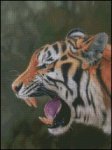 (image for) Tiger Growl